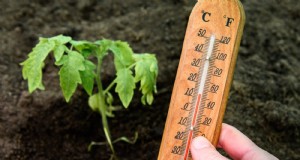 Nueve causas comunes de plantas de tomate atrofiadas (y cómo solucionarlas) 