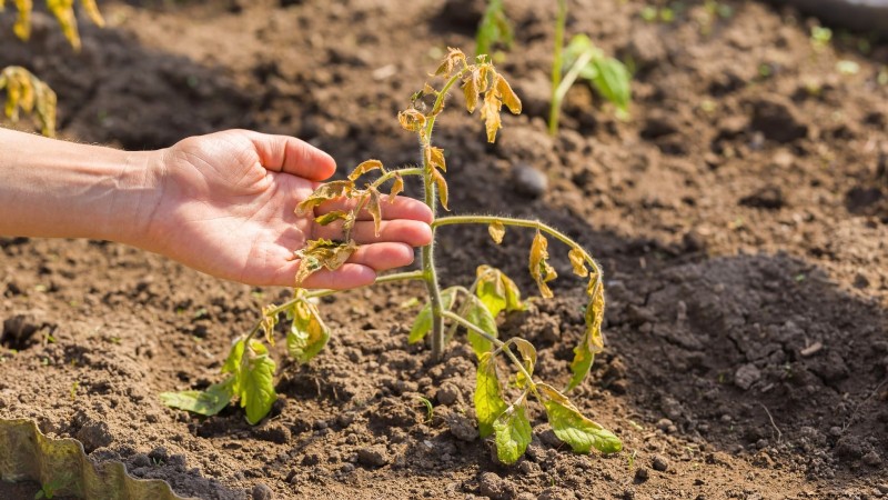 トマトの植物が発育不全になる 9 つの一般的な原因 (およびその修復方法) 
