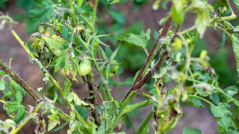 トマトの植物が発育不全になる 9 つの一般的な原因 (およびその修復方法) 