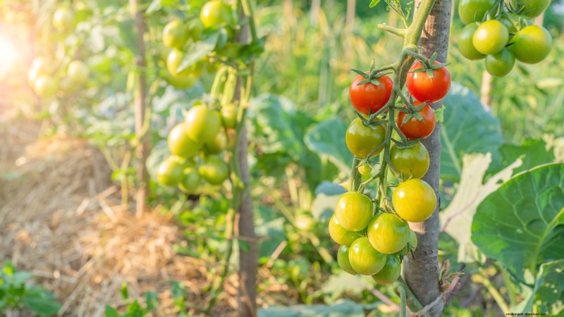 トマトの植物が発育不全になる 9 つの一般的な原因 (およびその修復方法) 