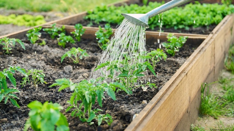 トマトの植物が発育不全になる 9 つの一般的な原因 (およびその修復方法) 