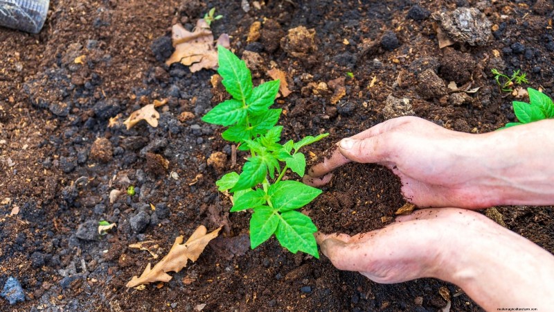 トマトの植物が発育不全になる 9 つの一般的な原因 (およびその修復方法) 