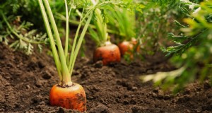Expertgids:13 bewezen tips voor perfecte worteloogsten dit seizoen 