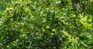 Cómo cultivar y cuidar tilos enanos en interiores:una guía completa de expertos 