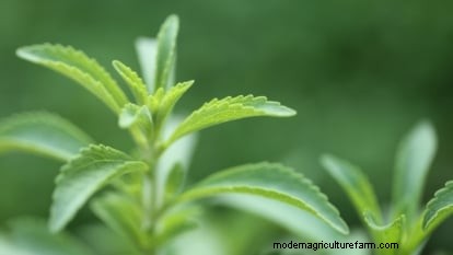 Bemästra Stevia:Plantera, odla och skörda ditt eget naturliga sötningsmedel 