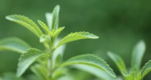 Mastering Stevia: Planting, Growing, and Harvesting Your Own Natural Sweetener