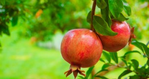 Top 9 granaatappelvariëteiten voor thuistuinen:tips voor smaak, opbrengst en verzorging 