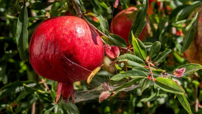 Topp 9 granatäpplesorter för hemträdgårdar – smak, avkastning och skötseltips 