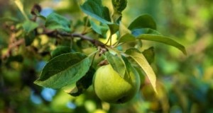 Planting, Growing, and Caring for Granny Smith Apple Trees: A Complete Guide