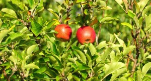 30 beste appelvariëteiten voor thuistuinen:kweektips, klimaatgidsen en oogstdetails 