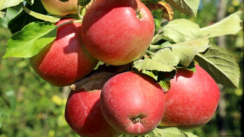 30 meilleures variétés de pommes pour les jardins familiaux :conseils de culture, guides climatiques et détails de récolte