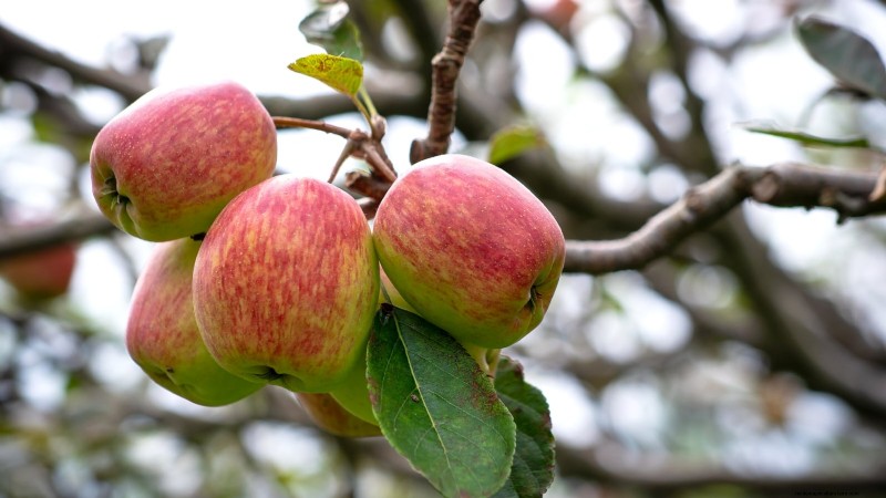 30 meilleures variétés de pommes pour les jardins familiaux :conseils de culture, guides climatiques et détails de récolte