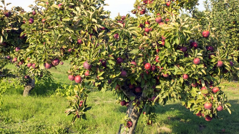 30 meilleures variétés de pommes pour les jardins familiaux :conseils de culture, guides climatiques et détails de récolte