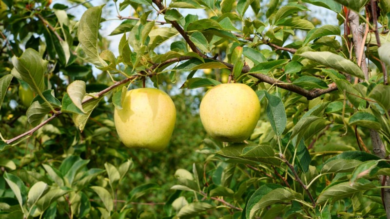 30 meilleures variétés de pommes pour les jardins familiaux :conseils de culture, guides climatiques et détails de récolte