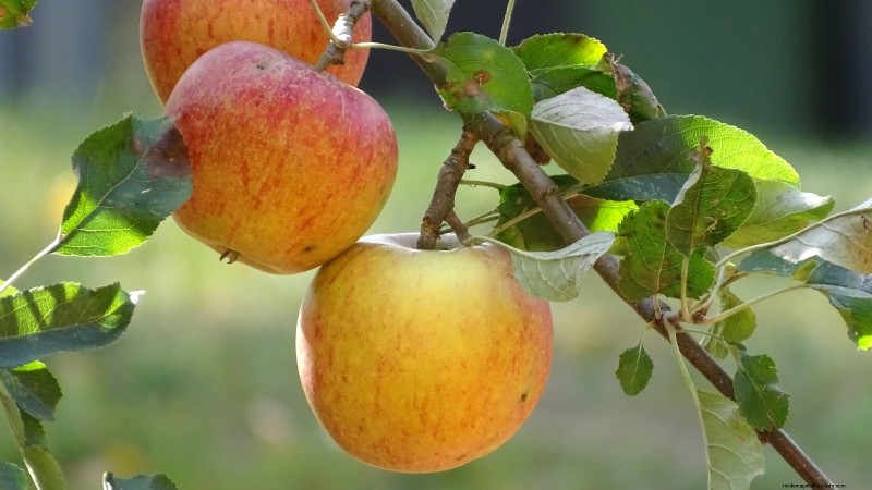 30 meilleures variétés de pommes pour les jardins familiaux :conseils de culture, guides climatiques et détails de récolte