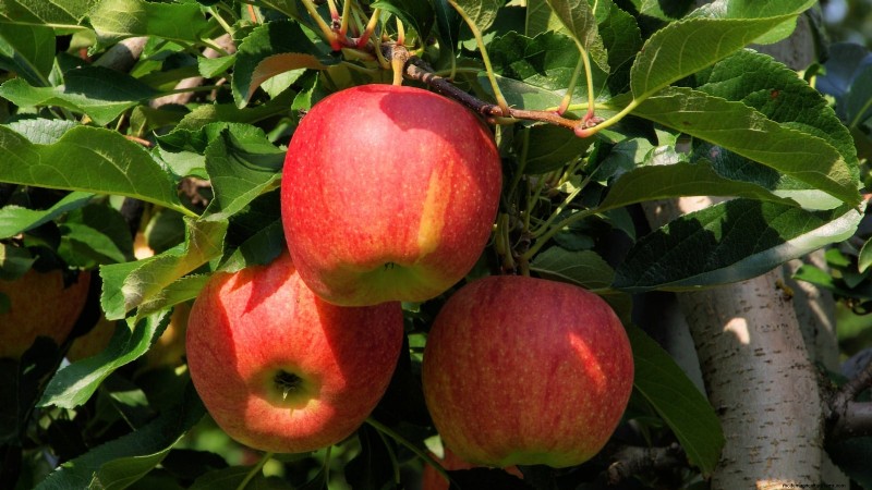 30 meilleures variétés de pommes pour les jardins familiaux :conseils de culture, guides climatiques et détails de récolte