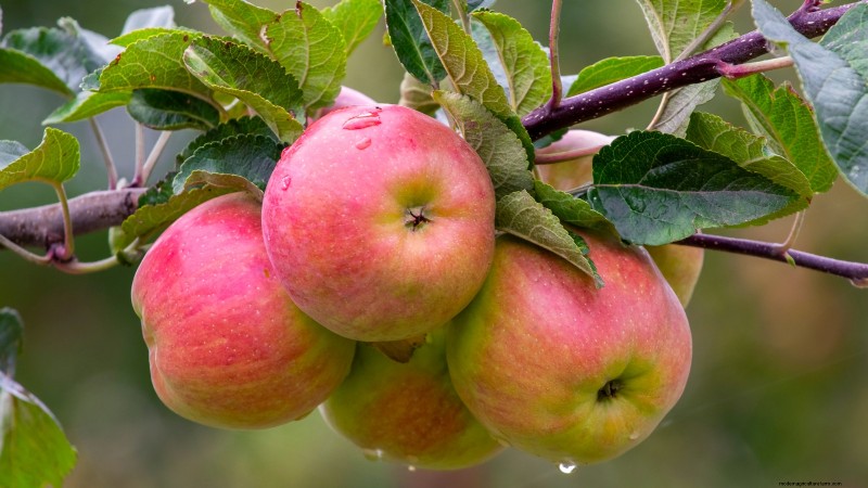 30 meilleures variétés de pommes pour les jardins familiaux :conseils de culture, guides climatiques et détails de récolte