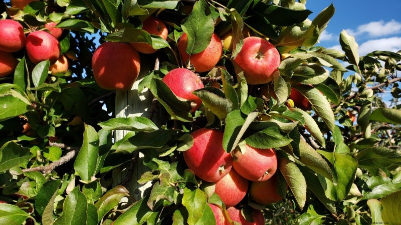 30 meilleures variétés de pommes pour les jardins familiaux :conseils de culture, guides climatiques et détails de récolte