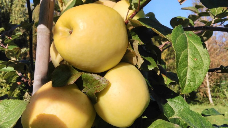 30 meilleures variétés de pommes pour les jardins familiaux :conseils de culture, guides climatiques et détails de récolte