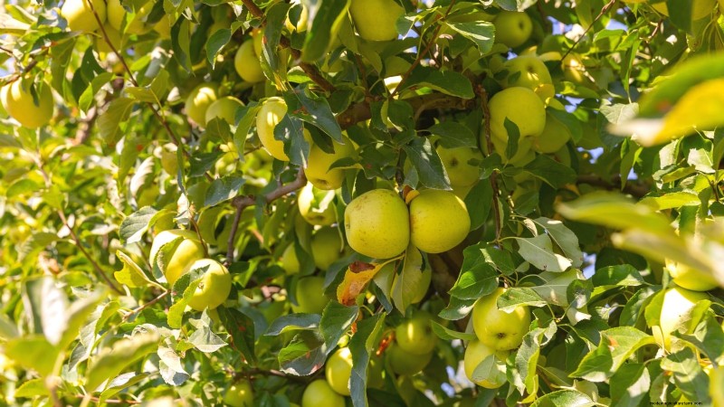 30 meilleures variétés de pommes pour les jardins familiaux :conseils de culture, guides climatiques et détails de récolte