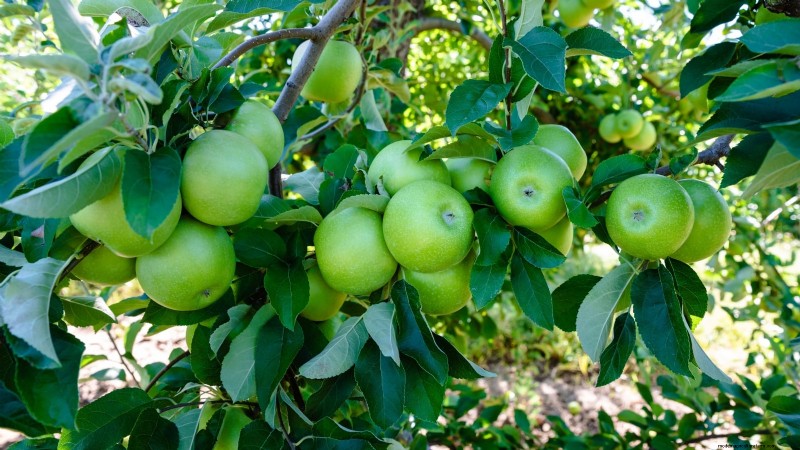 30 meilleures variétés de pommes pour les jardins familiaux :conseils de culture, guides climatiques et détails de récolte