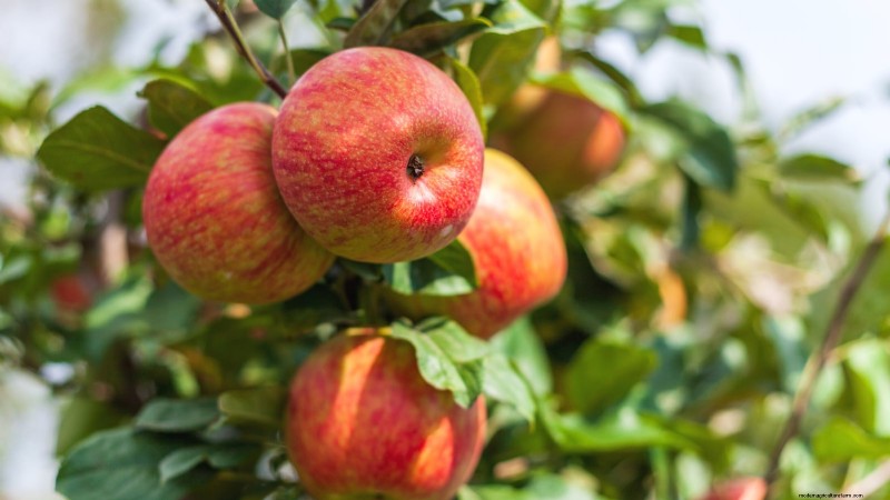 30 meilleures variétés de pommes pour les jardins familiaux :conseils de culture, guides climatiques et détails de récolte