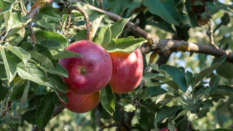 30 meilleures variétés de pommes pour les jardins familiaux :conseils de culture, guides climatiques et détails de récolte