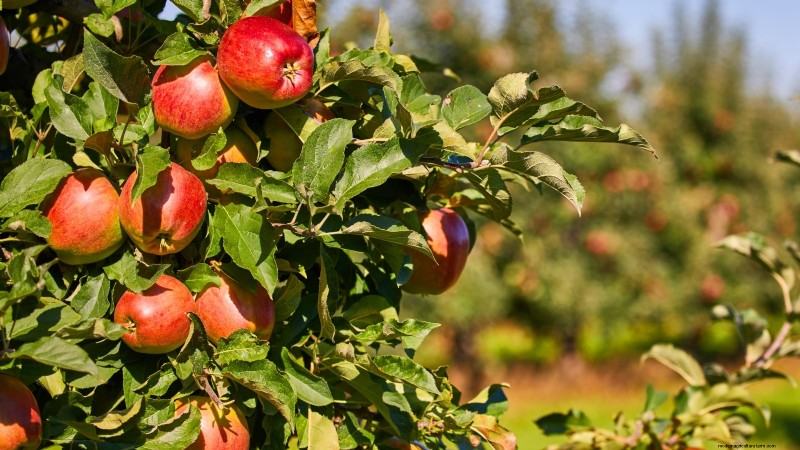30 meilleures variétés de pommes pour les jardins familiaux :conseils de culture, guides climatiques et détails de récolte