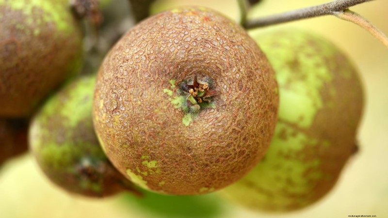 30 meilleures variétés de pommes pour les jardins familiaux :conseils de culture, guides climatiques et détails de récolte