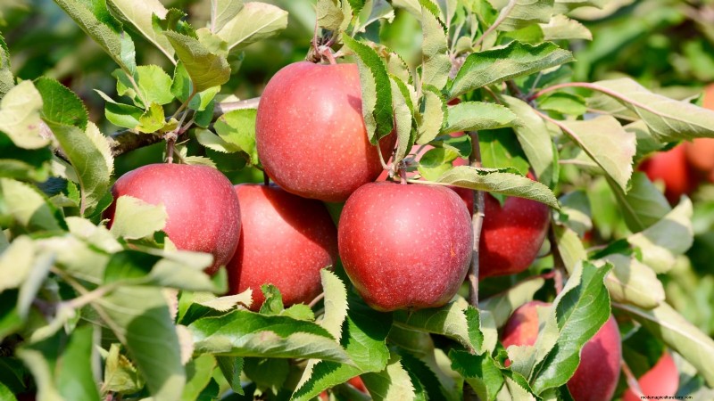 30 meilleures variétés de pommes pour les jardins familiaux :conseils de culture, guides climatiques et détails de récolte