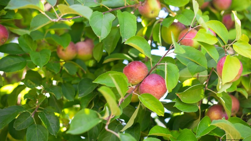 30 meilleures variétés de pommes pour les jardins familiaux :conseils de culture, guides climatiques et détails de récolte