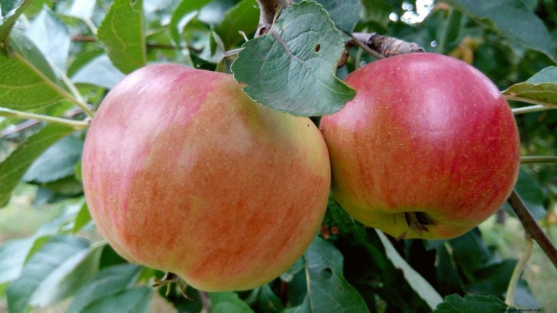 30 meilleures variétés de pommes pour les jardins familiaux :conseils de culture, guides climatiques et détails de récolte