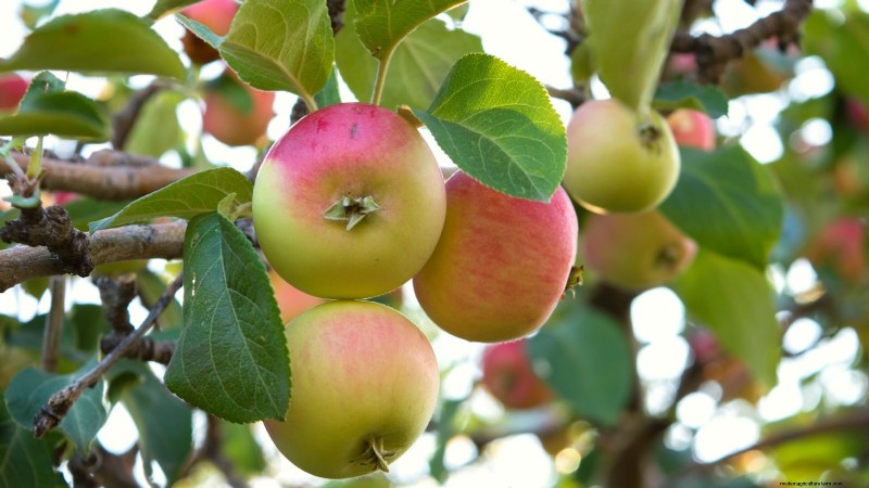 30 meilleures variétés de pommes pour les jardins familiaux :conseils de culture, guides climatiques et détails de récolte