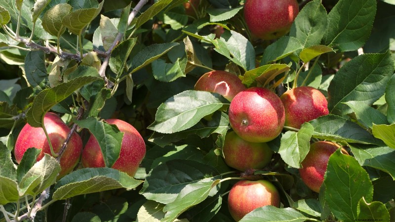 30 meilleures variétés de pommes pour les jardins familiaux :conseils de culture, guides climatiques et détails de récolte