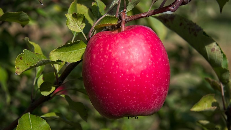 30 meilleures variétés de pommes pour les jardins familiaux :conseils de culture, guides climatiques et détails de récolte