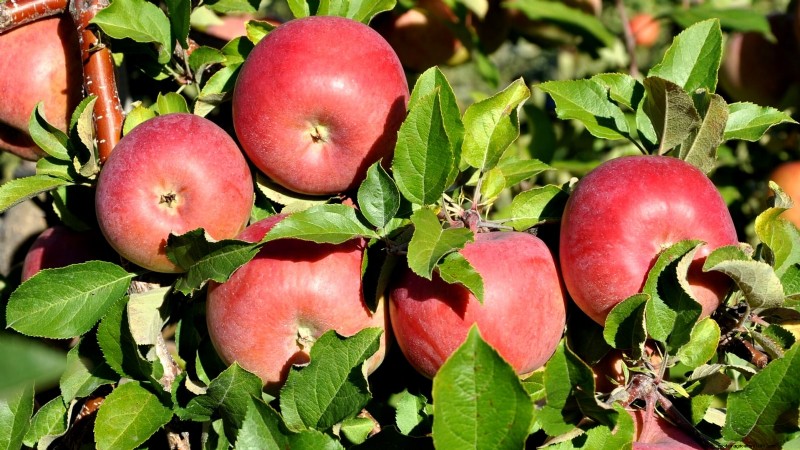30 meilleures variétés de pommes pour les jardins familiaux :conseils de culture, guides climatiques et détails de récolte