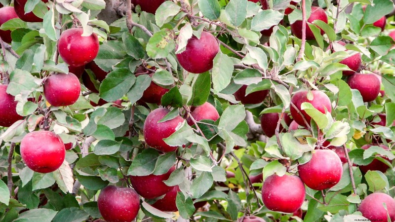 30 meilleures variétés de pommes pour les jardins familiaux :conseils de culture, guides climatiques et détails de récolte