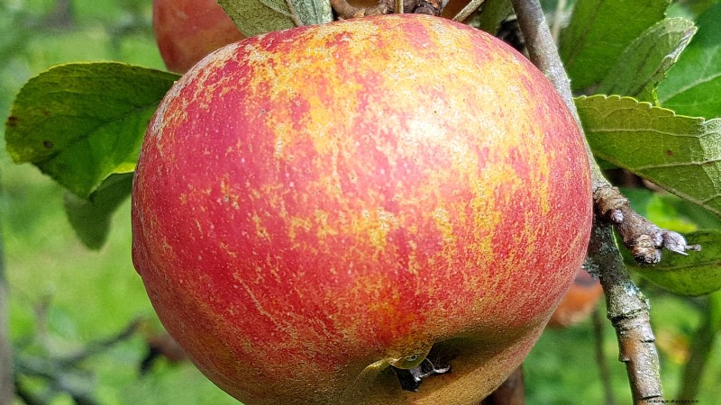 30 meilleures variétés de pommes pour les jardins familiaux :conseils de culture, guides climatiques et détails de récolte