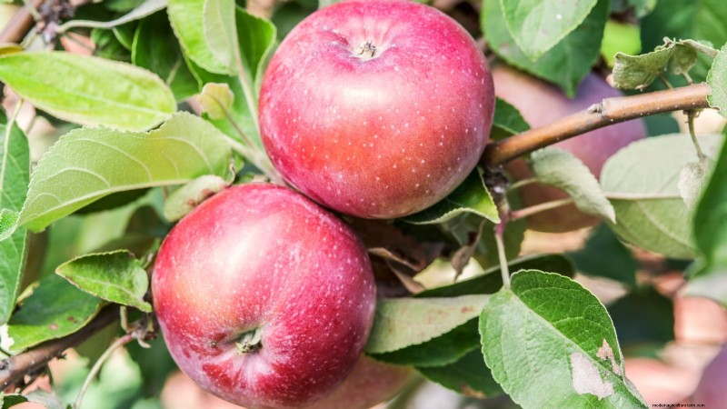 30 meilleures variétés de pommes pour les jardins familiaux :conseils de culture, guides climatiques et détails de récolte