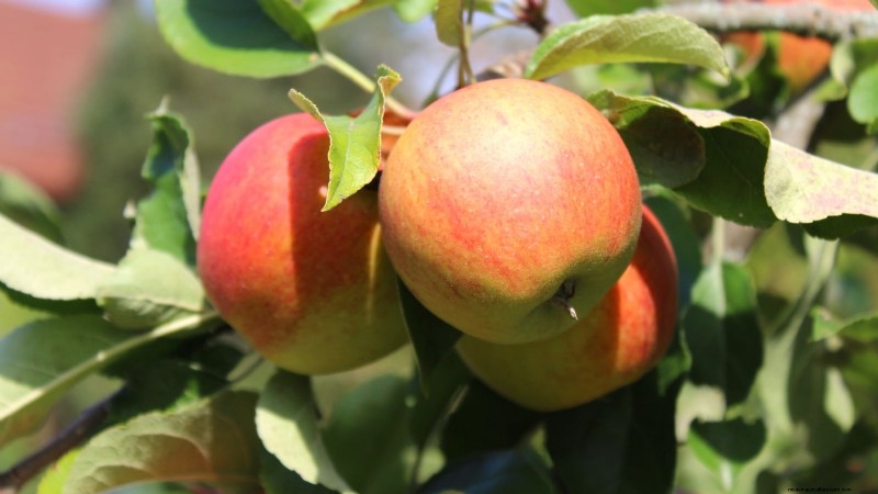 30 meilleures variétés de pommes pour les jardins familiaux :conseils de culture, guides climatiques et détails de récolte