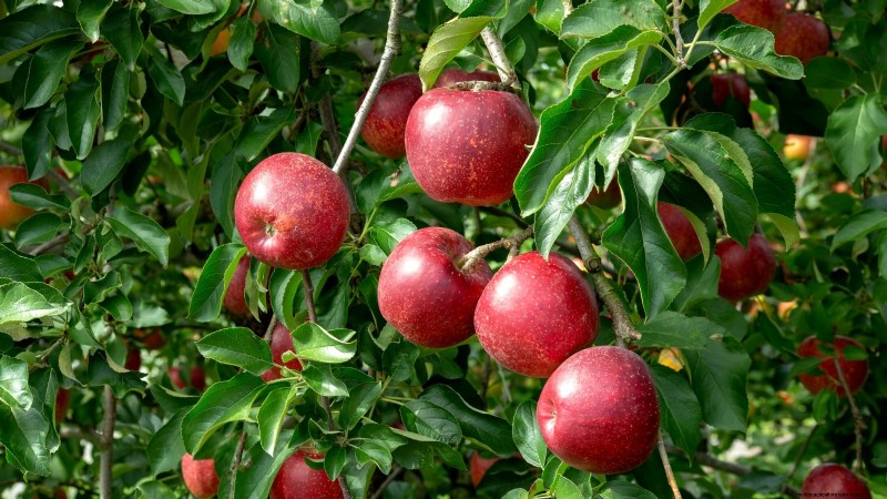 30 meilleures variétés de pommes pour les jardins familiaux :conseils de culture, guides climatiques et détails de récolte