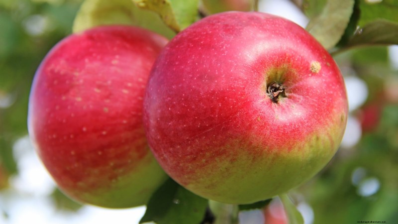 30 meilleures variétés de pommes pour les jardins familiaux :conseils de culture, guides climatiques et détails de récolte