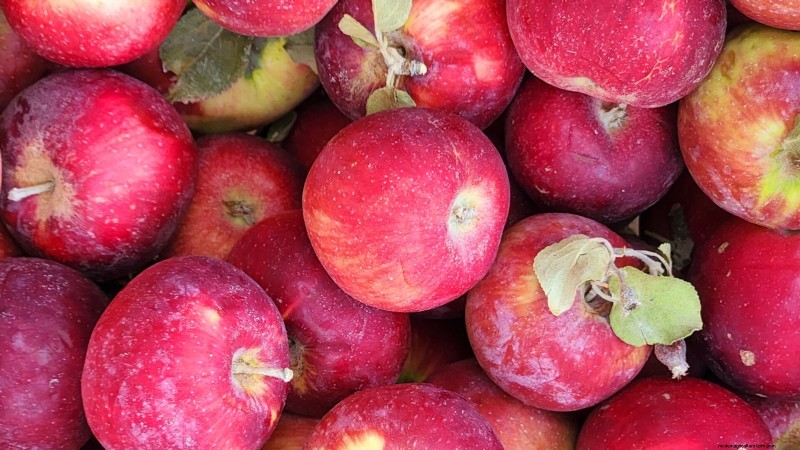 30 meilleures variétés de pommes pour les jardins familiaux :conseils de culture, guides climatiques et détails de récolte