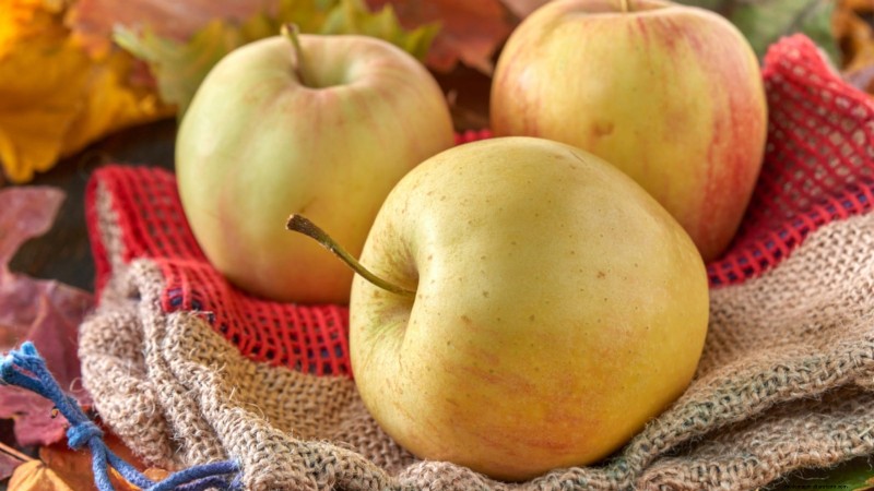 30 meilleures variétés de pommes pour les jardins familiaux :conseils de culture, guides climatiques et détails de récolte