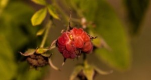 「伝統的な」ラズベリーの植え付け、栽培、手入れ:包括的なガイド 