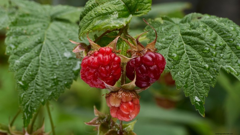 Planter, cultiver et entretenir les framboises « patrimoniales » :un guide complet 