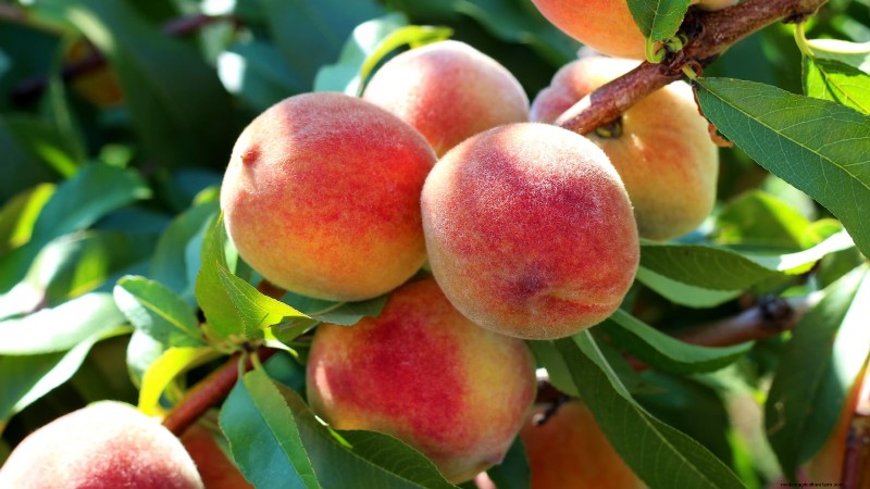 Plantez des arbres fruitiers ce printemps : 15 variétés recommandées par des experts 