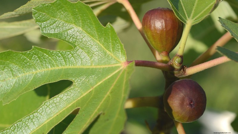 Plantez des arbres fruitiers ce printemps : 15 variétés recommandées par des experts 