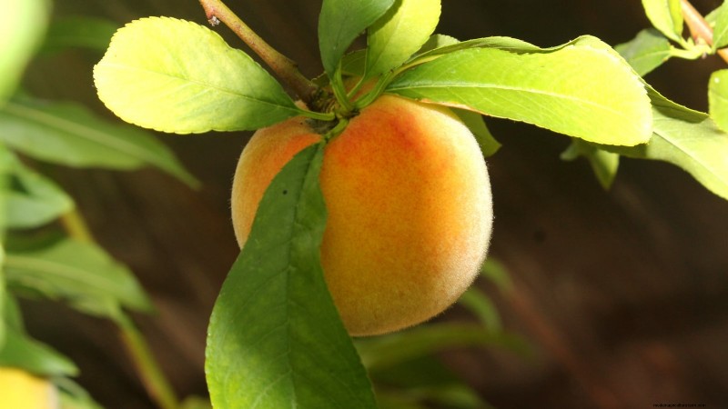 Plantez des arbres fruitiers ce printemps : 15 variétés recommandées par des experts 