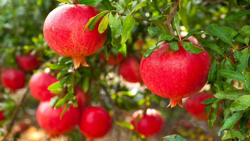 Plantez des arbres fruitiers ce printemps : 15 variétés recommandées par des experts 